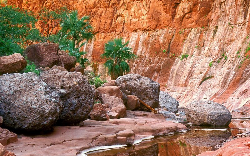 Red rock canyon with palm trees