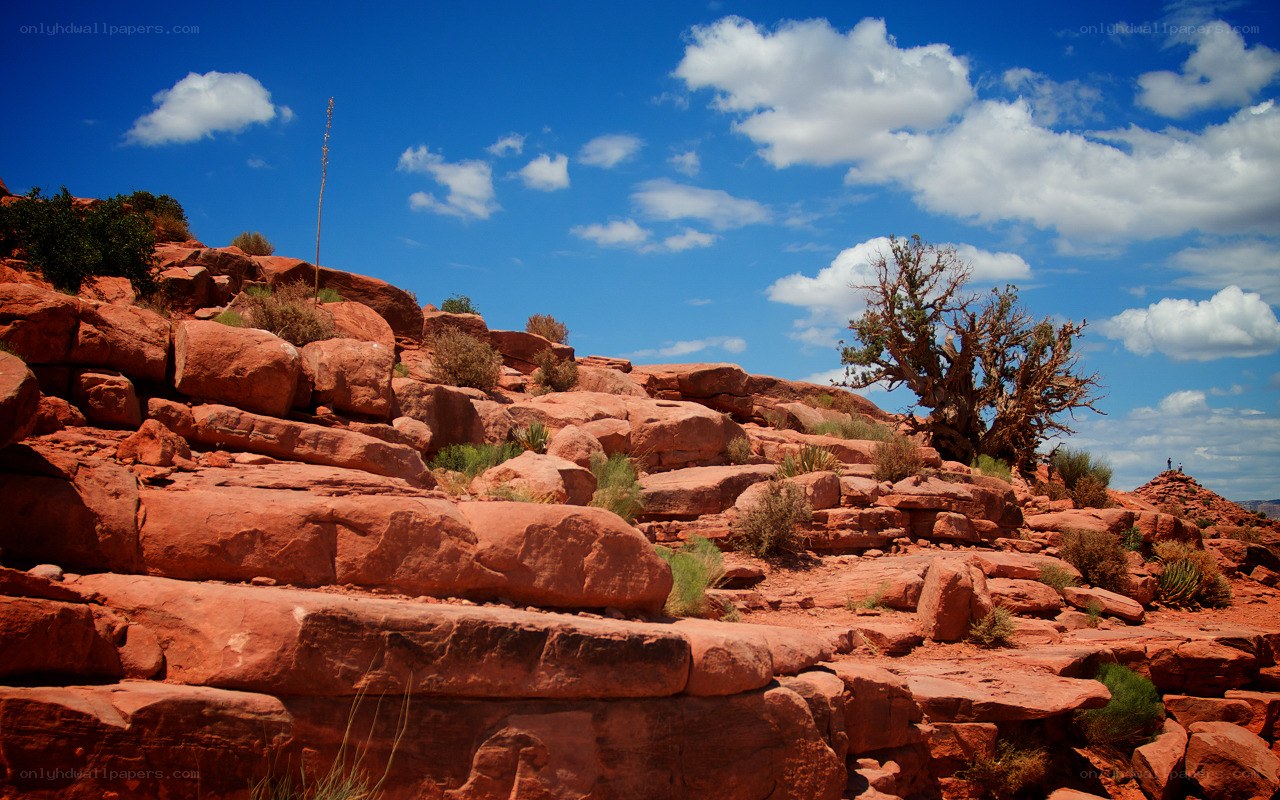 Red rock desert landscape