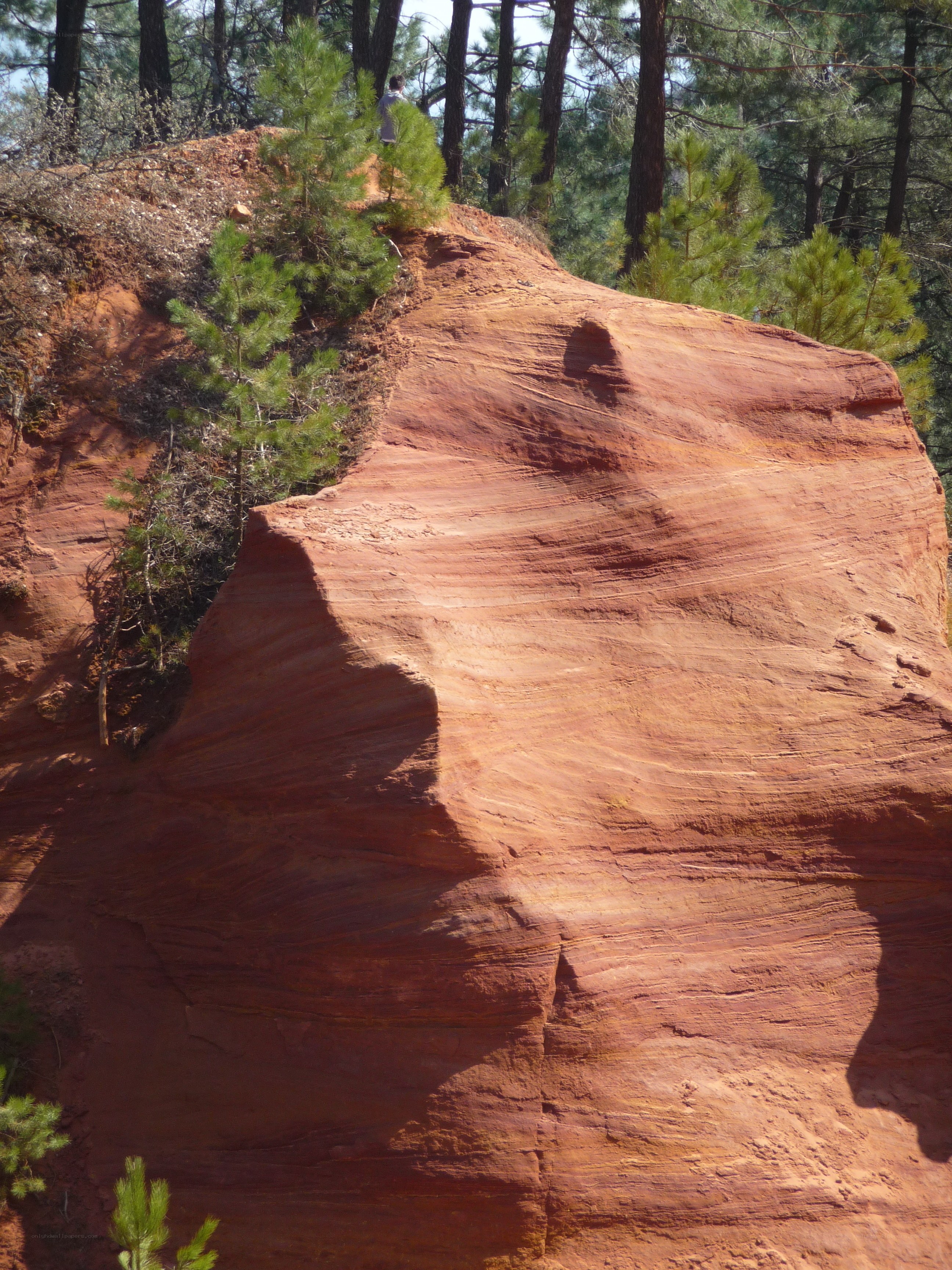 Red rock formation in forest