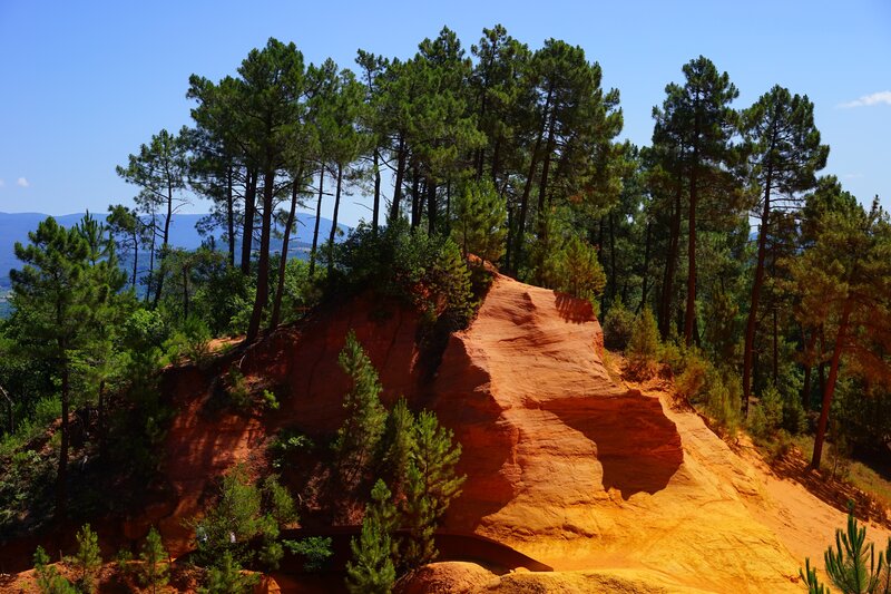 Red rock formations with pine trees