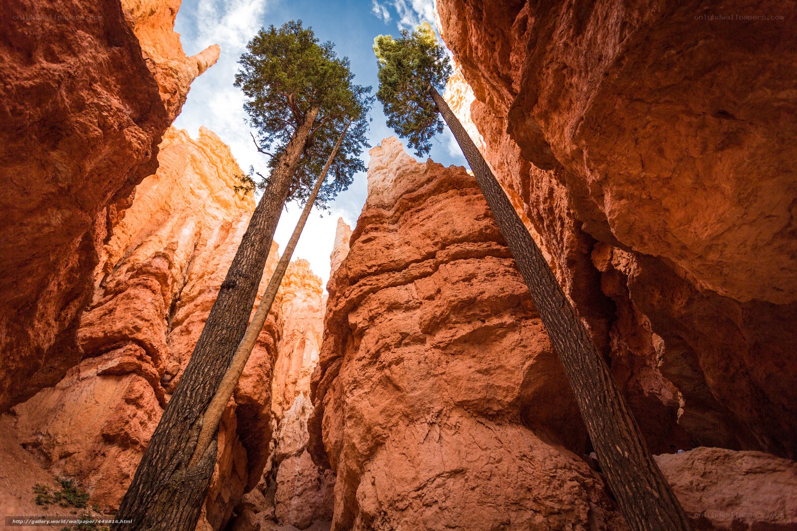 Red rock hoodoos and trees