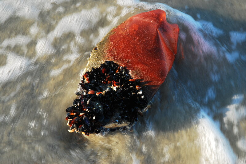 Red rock with barnacles in waves