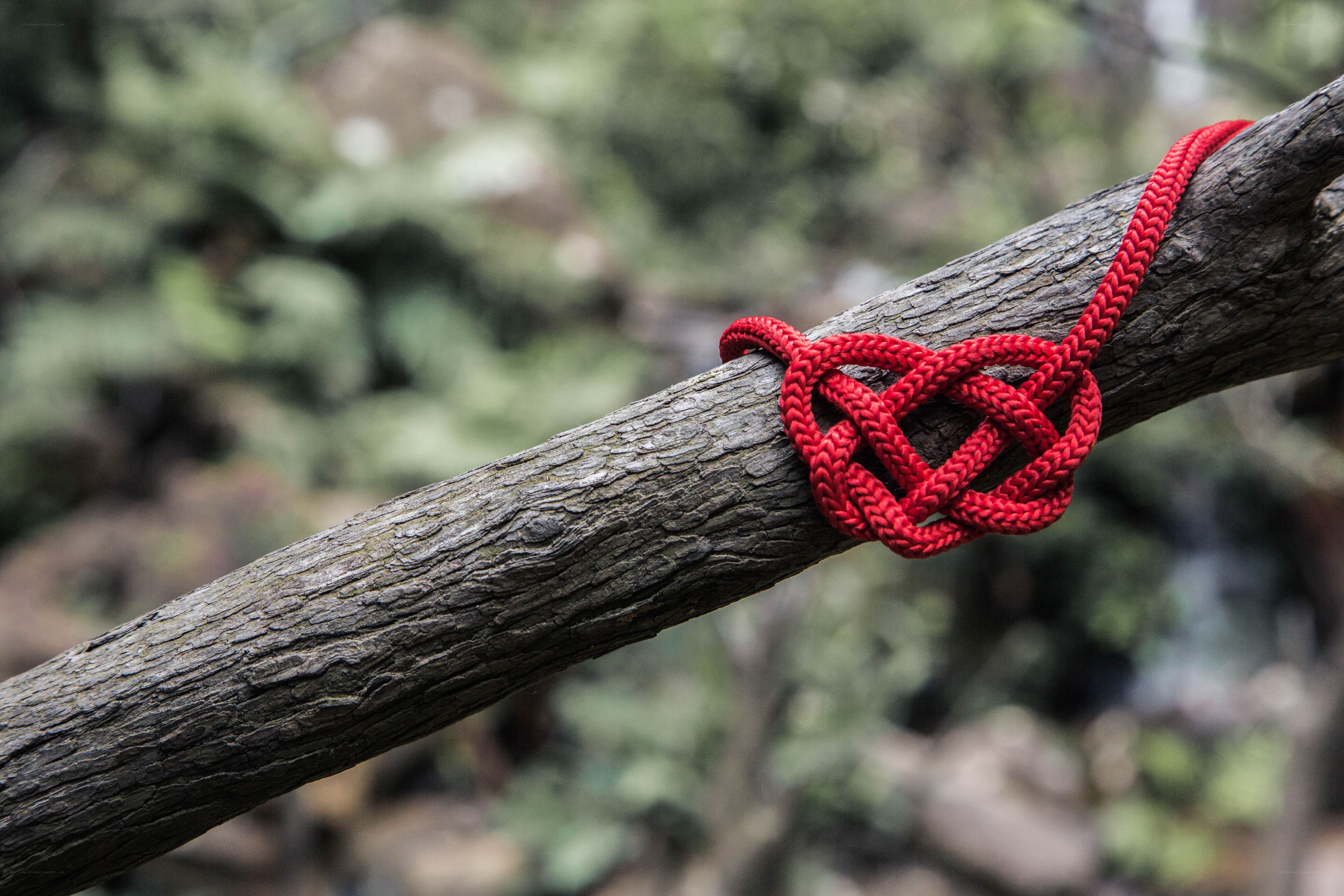 Red rope knot on tree branch