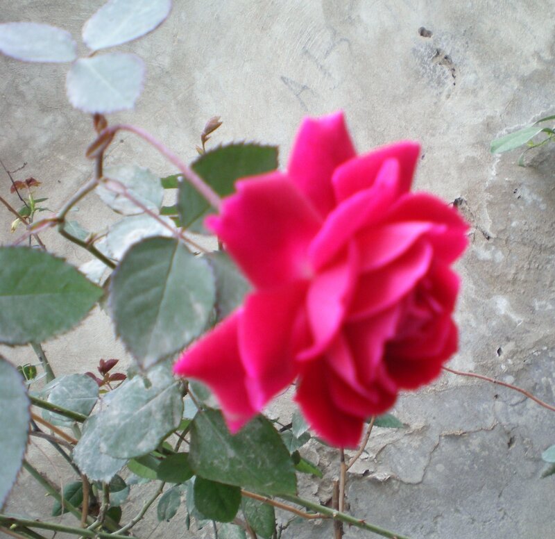Red rose against a wall
