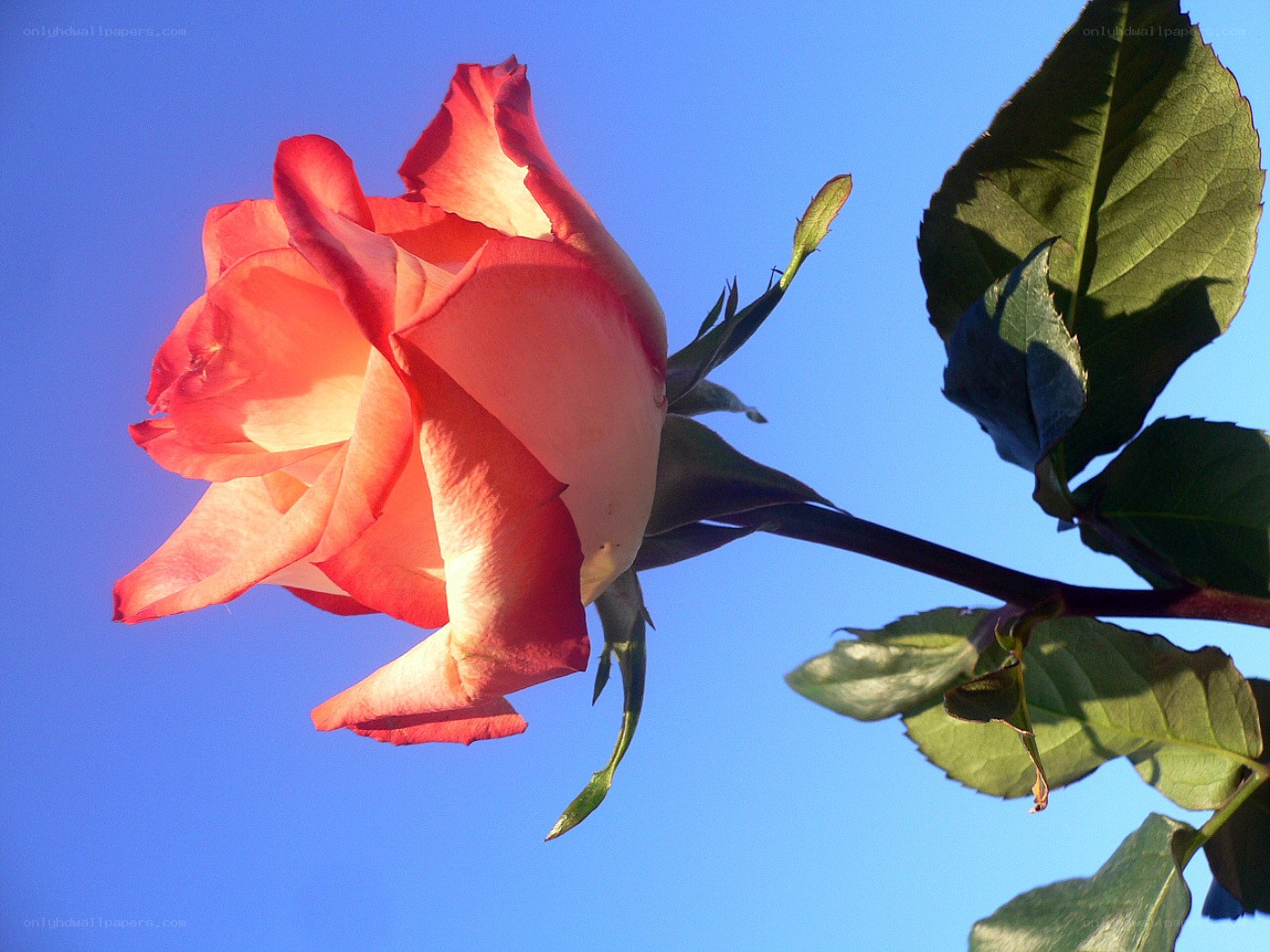 Red rose against blue sky