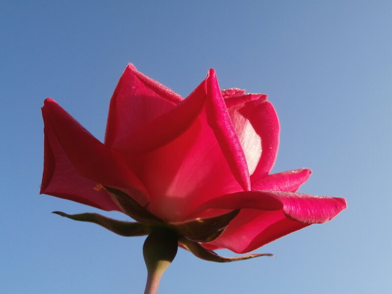 Red Rose Against Blue Sky — Serene, Afternoon
