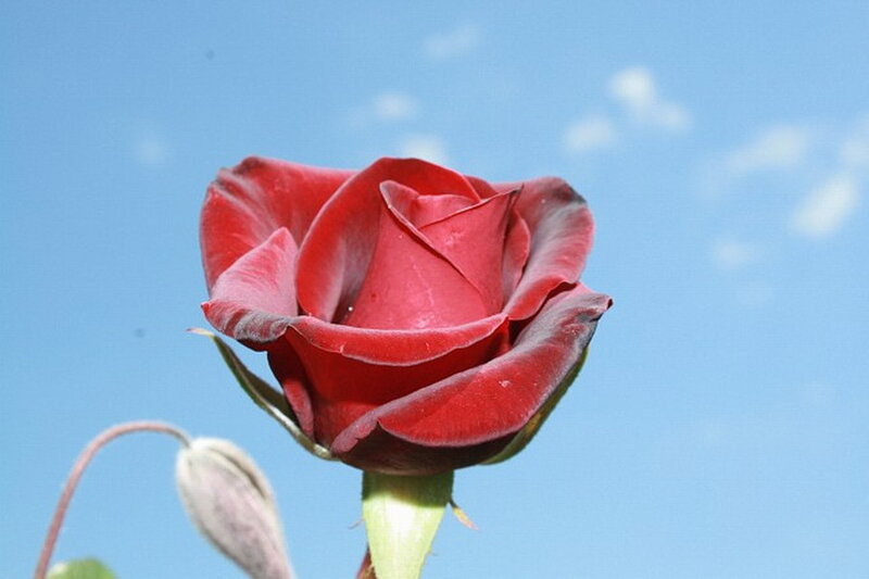 Red Rose Against Blue Sky — Serene