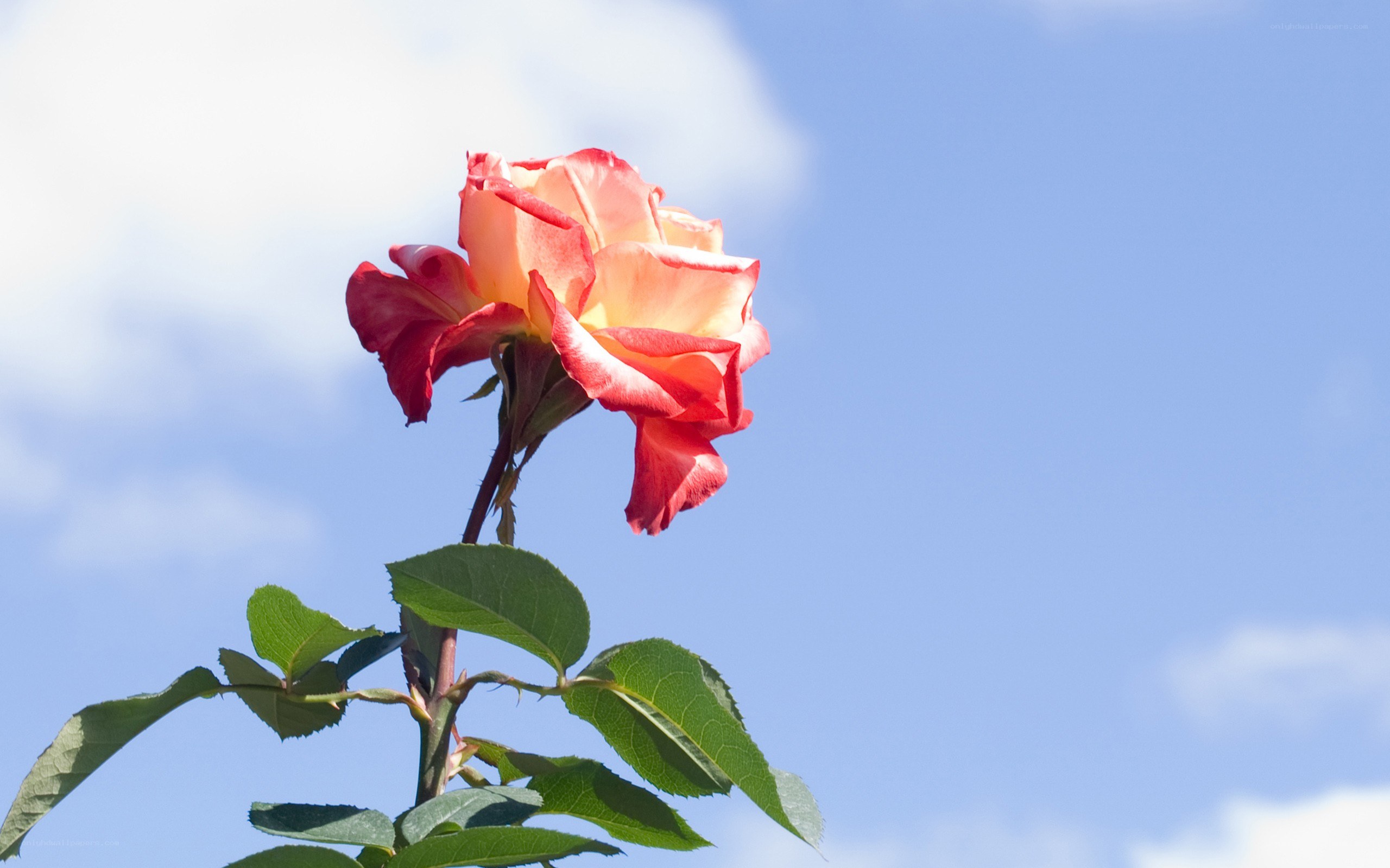 Red rose against blue sky