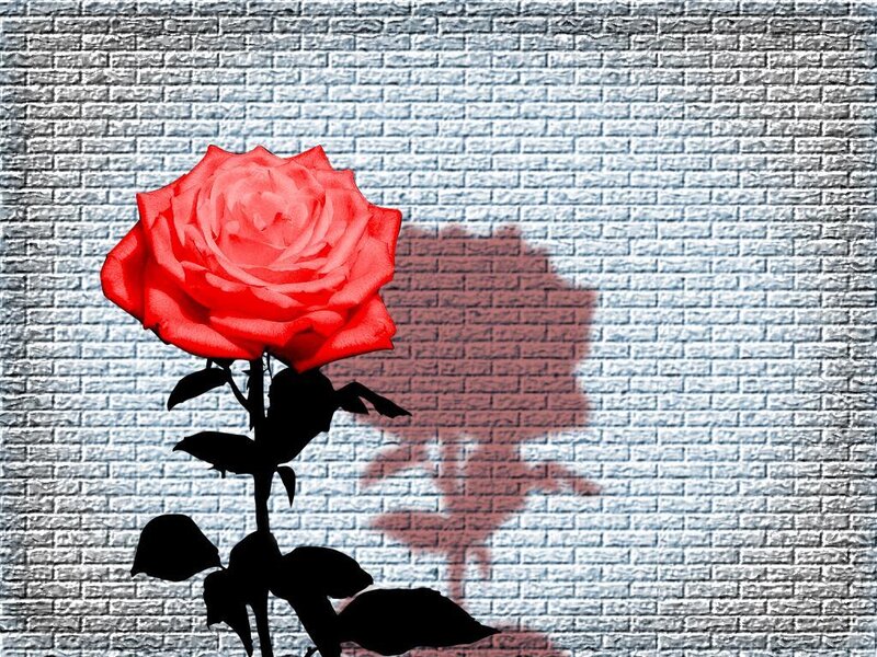 Red rose against brick wall