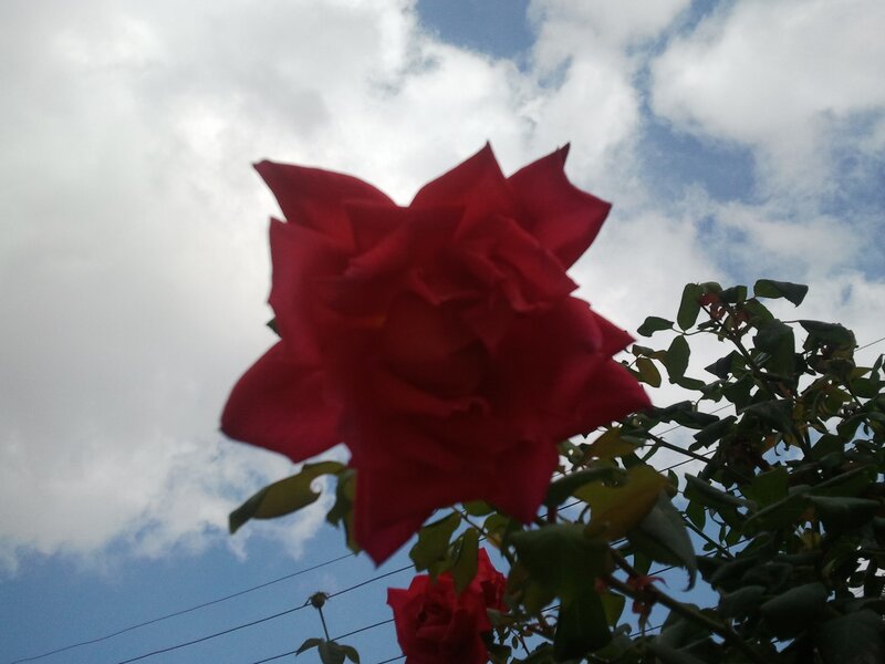 Red rose against cloudy sky