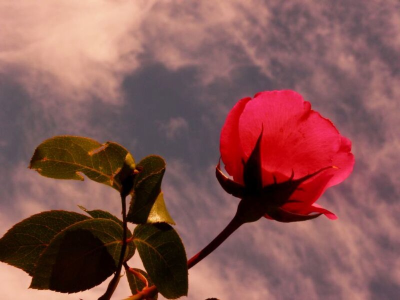 Red Rose Against Sky — Dramatic
