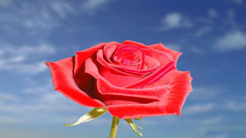 Red Rose Against Sky — Serene