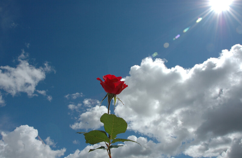 Red Rose Against Sky