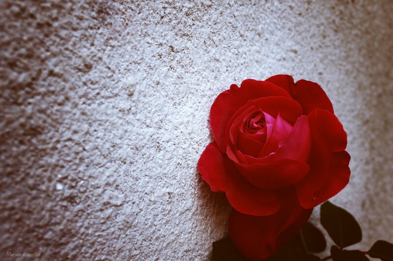 Red Rose Against Wall