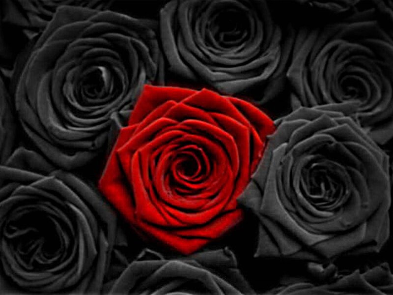 Red Rose Among Black Roses