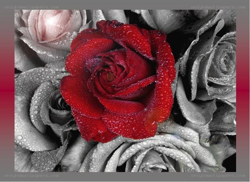 Red rose among gray roses