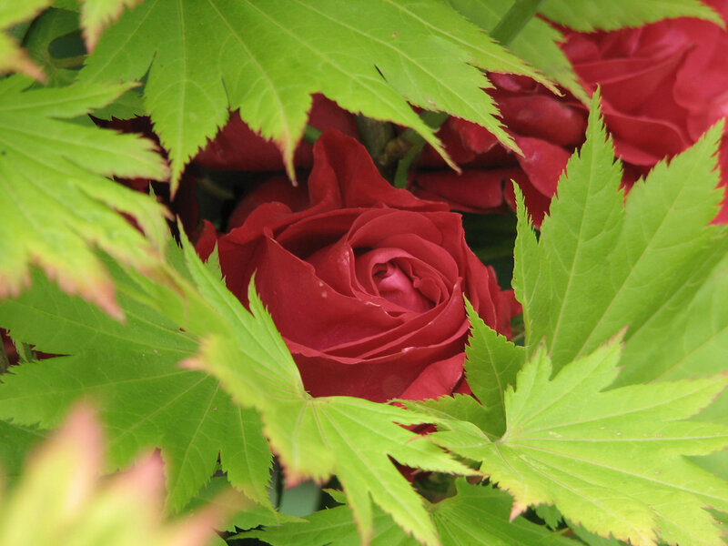 Red rose among green leaves