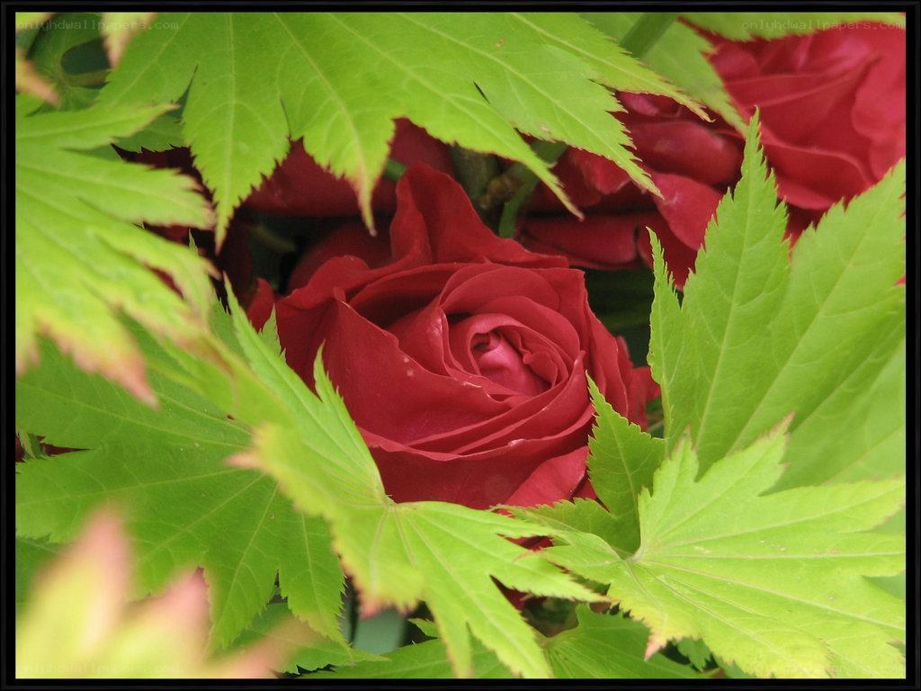 Red rose among green leaves