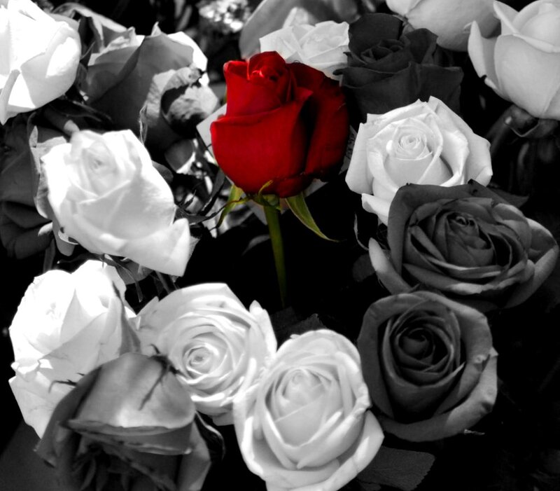 Red Rose Among White and Black Roses