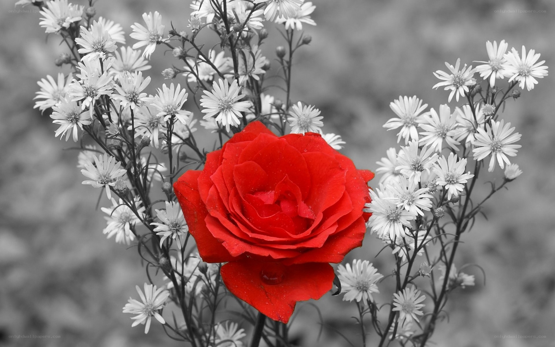 Red rose among white flowers