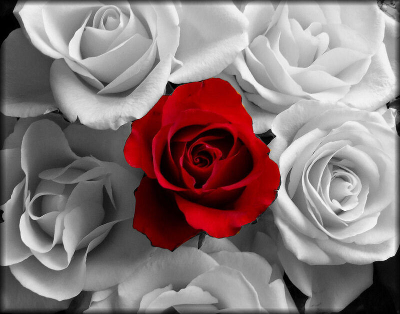 Red Rose Among White Roses