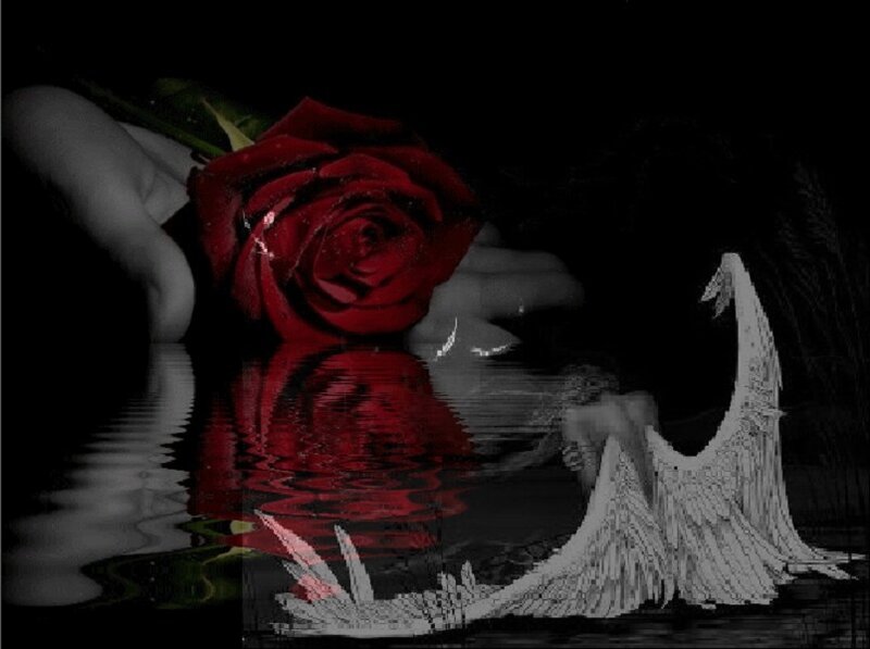 Red Rose and Angel Wings