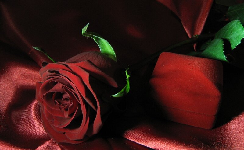Red Rose and Box