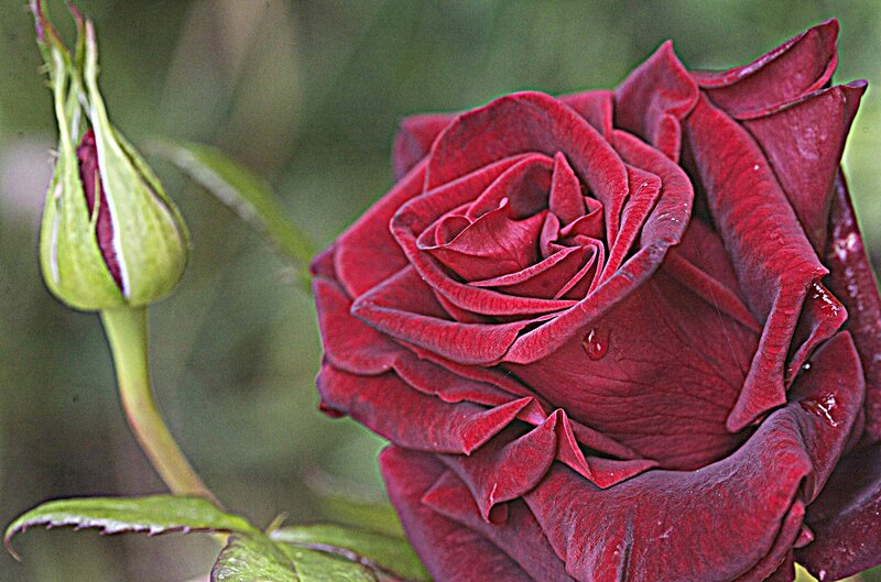 Red Rose and Bud — Calm, Photograph, Leaf