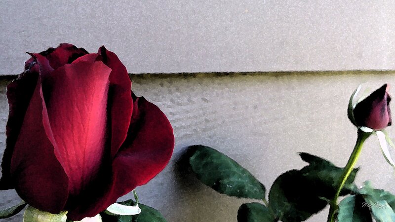 Red Rose and Bud — Calm, Photograph