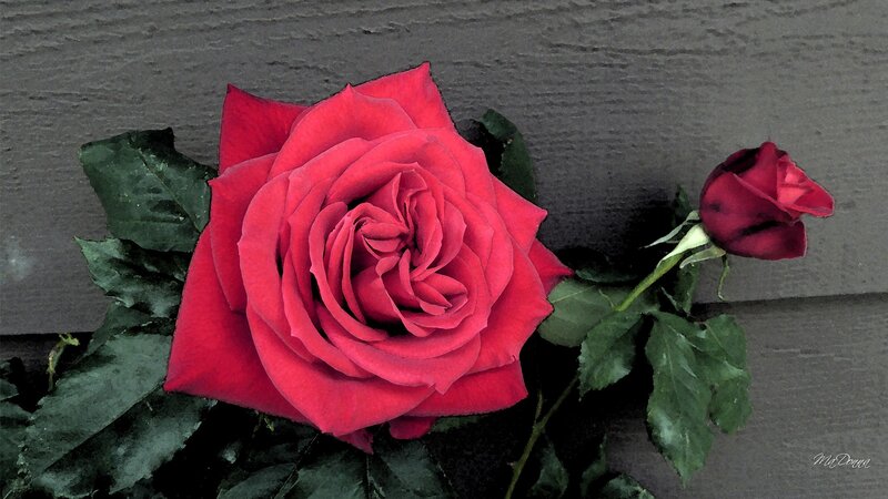Red Rose and Bud — Calm