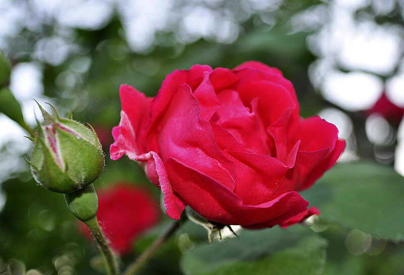 Red Rose and Bud — Serene