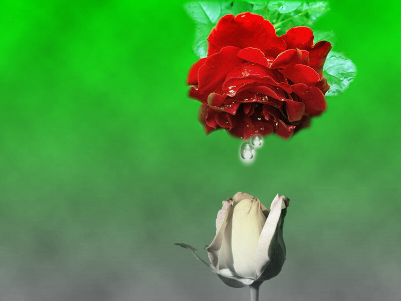 Red Rose and Bud