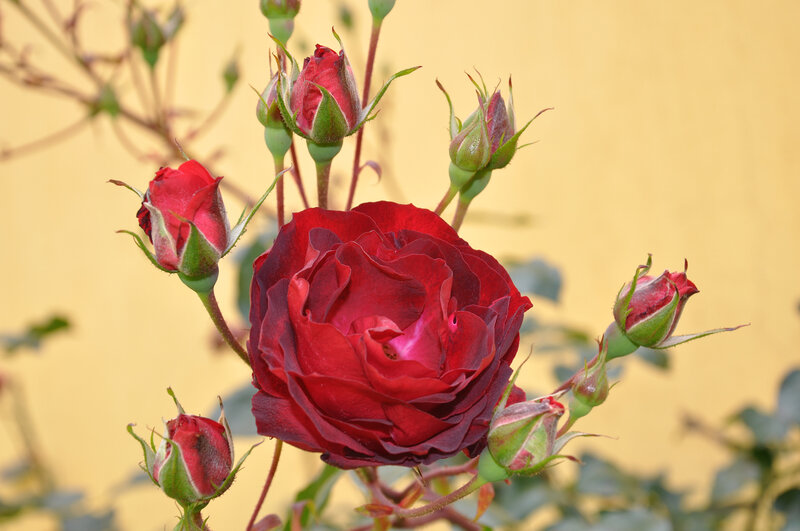 Red Rose and Buds — Calm