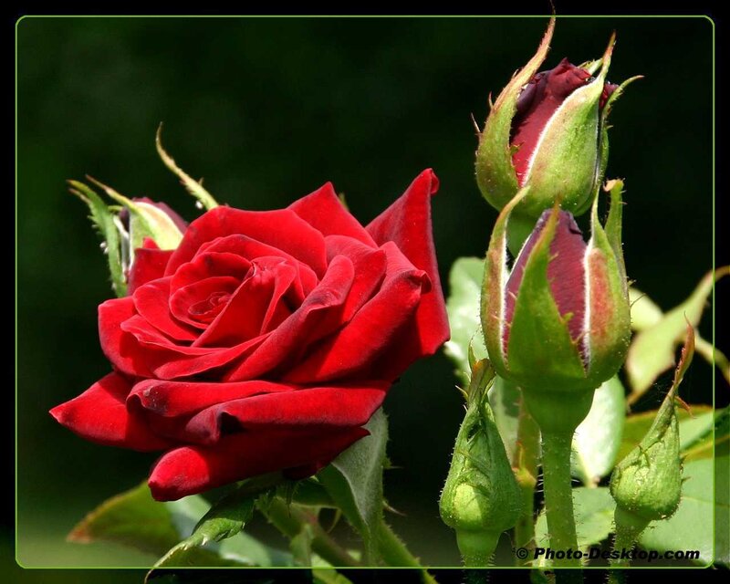 Red Rose and Buds — Natural