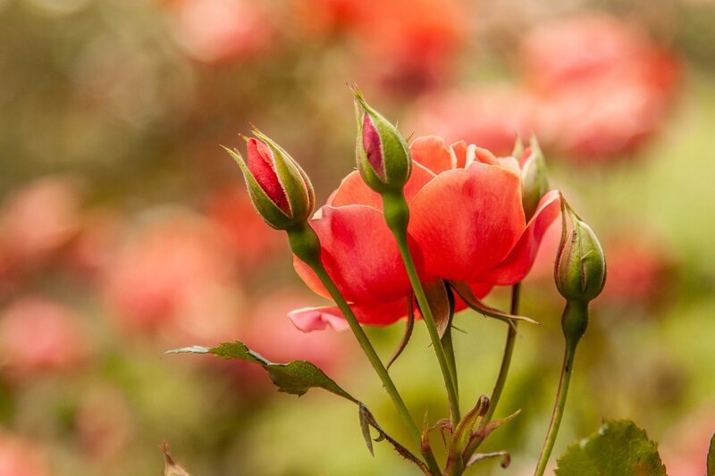 Red Rose and Buds — Serene, Spring
