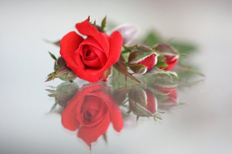 Red Rose and Buds — Serene