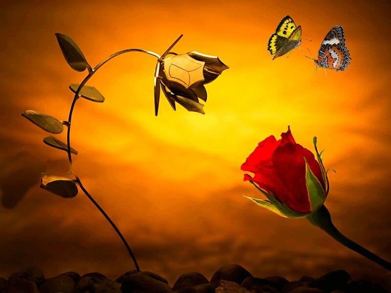 Red Rose and Butterflies