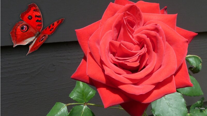 Red Rose and Butterfly — Calm