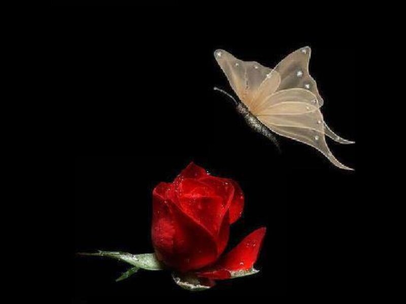 Red Rose and Butterfly — Dramatic, Digital Art