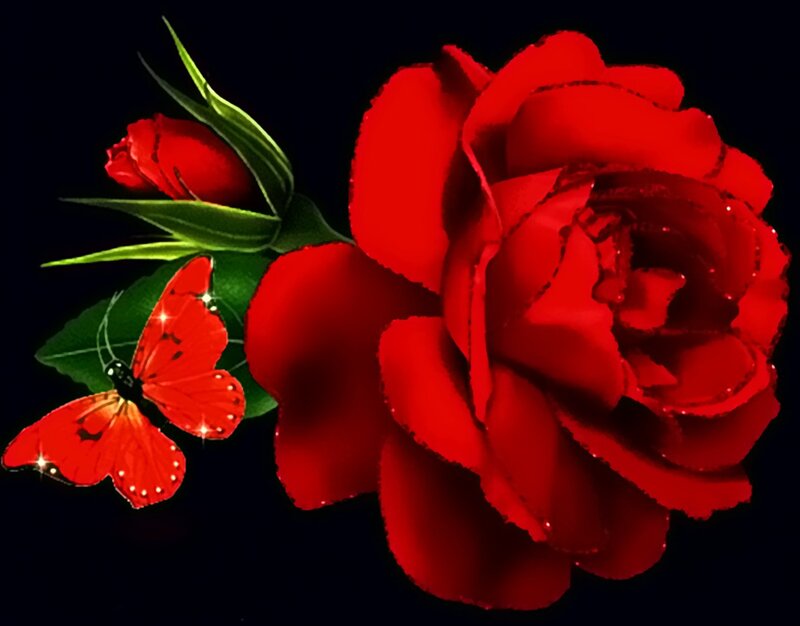 Red Rose and Butterfly — Dramatic