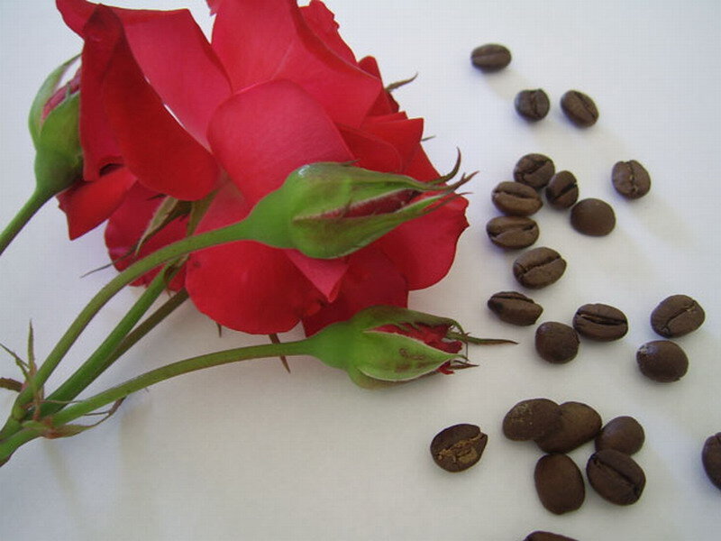 Red Rose and Coffee Beans