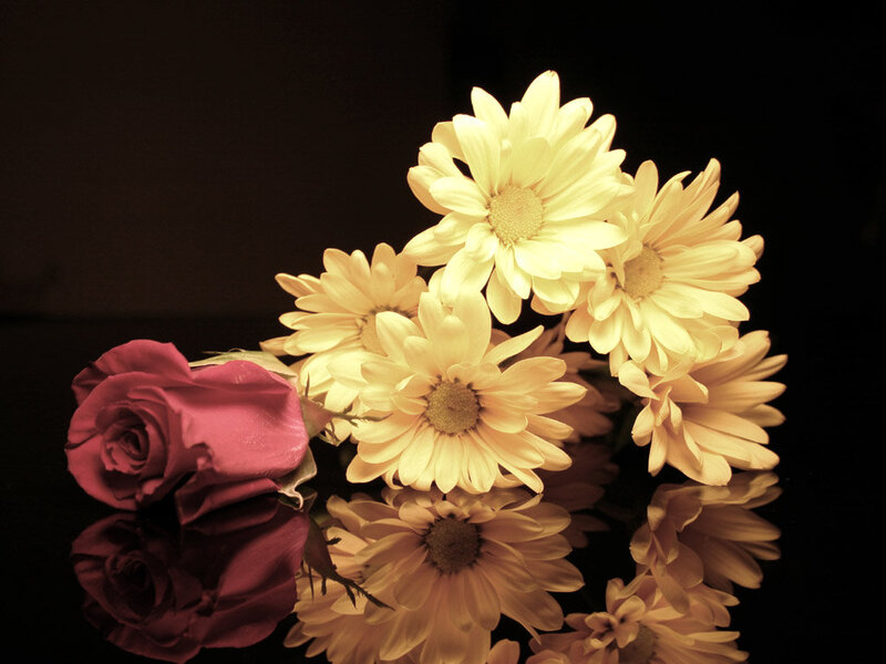 Red Rose and Daisies