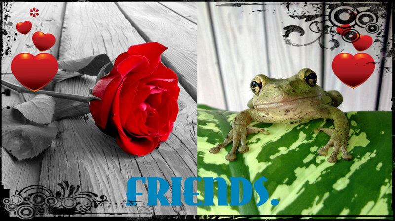 Red Rose and Frog