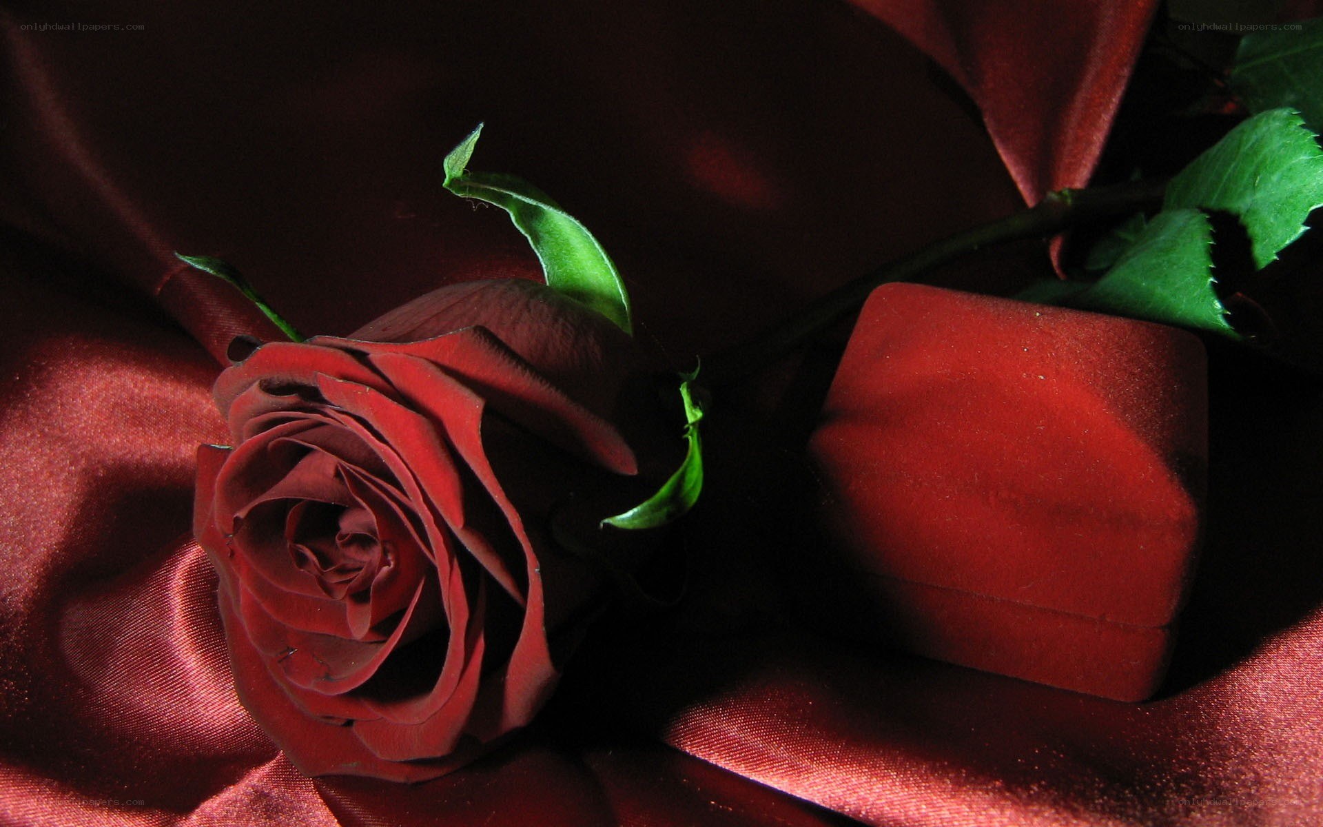 Red rose and gift box
