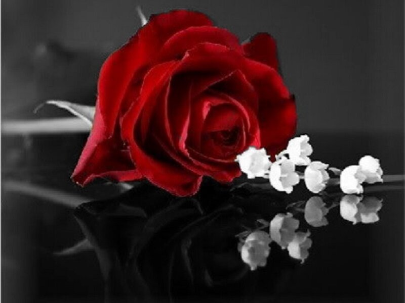 Red Rose and Lilies — Dramatic