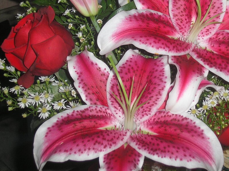 Red Rose and Lilies
