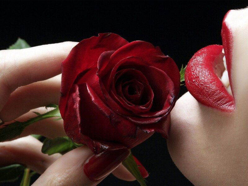 Red rose and lips