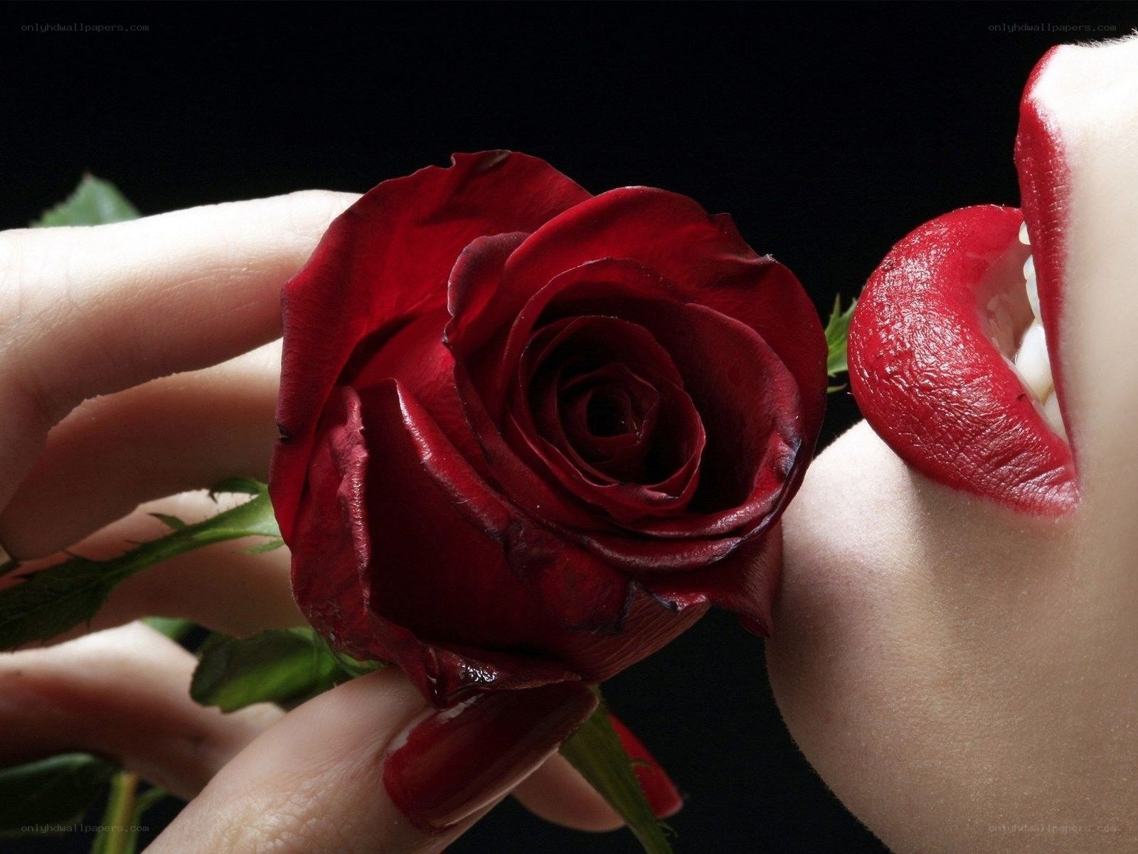 Red rose and lips
