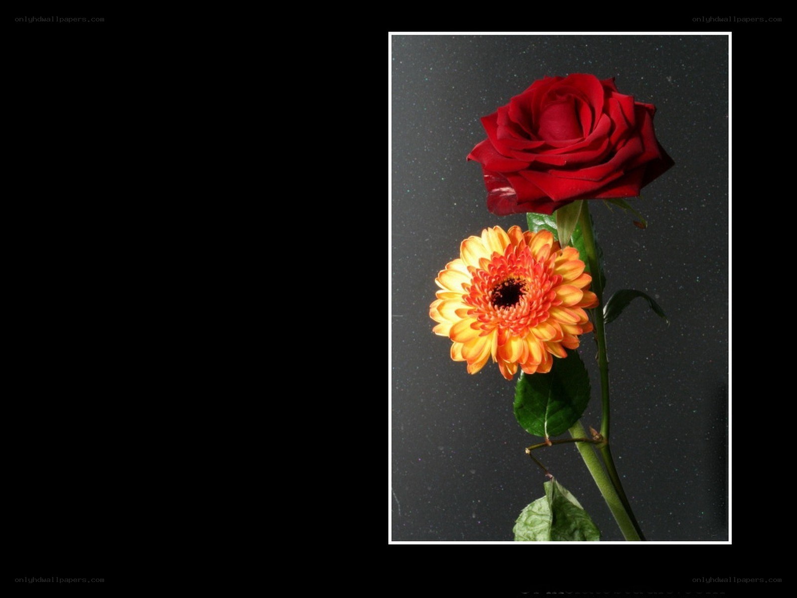 Red rose and orange gerbera