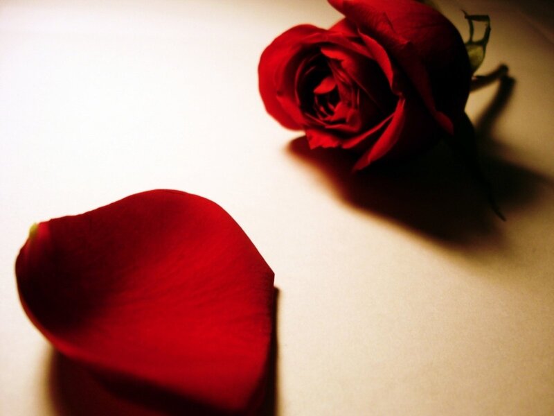 Red Rose and Petal — Dramatic